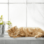 chat bien vivre